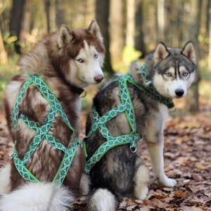 以下が含まれることがあります： 緑と白の模様のハーネスをつけたシベリアンハスキー2匹が森の中に立っています。犬たちはカメラに向かっており、左側に茶色と白の犬、右側に灰色と白の犬がいます。森の地面は落ち葉で覆われています。