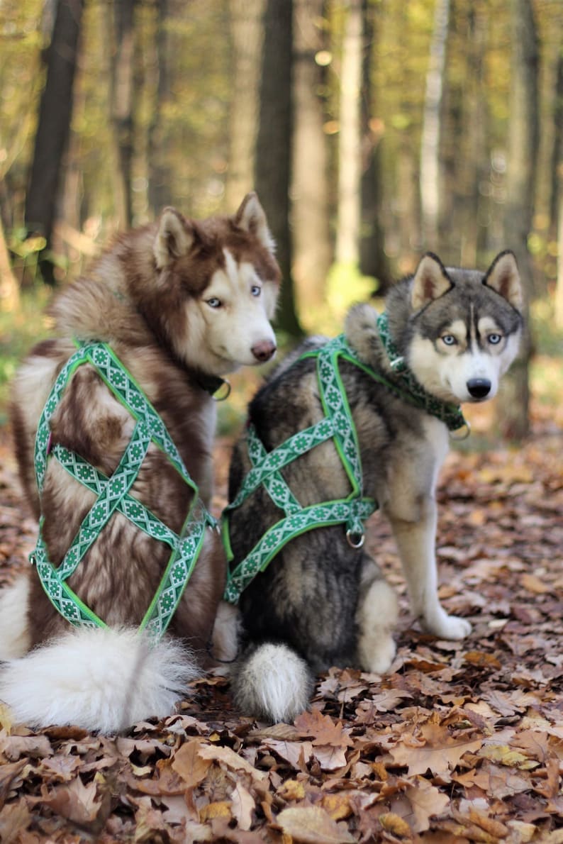 以下が含まれることがあります： 緑と白の模様のハーネスをつけたシベリアンハスキー2匹が森の中に立っています。犬たちはカメラに向かっており、左側に茶色と白の犬、右側に灰色と白の犬がいます。森の地面は落ち葉で覆われています。