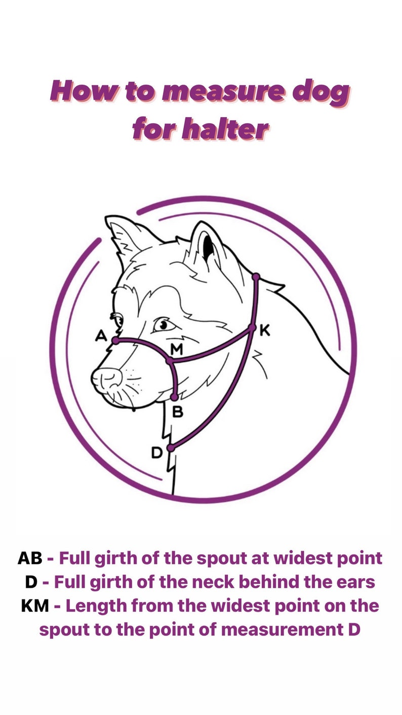 Halti / Halter for the Dog / Muzzle Alternative Etsy