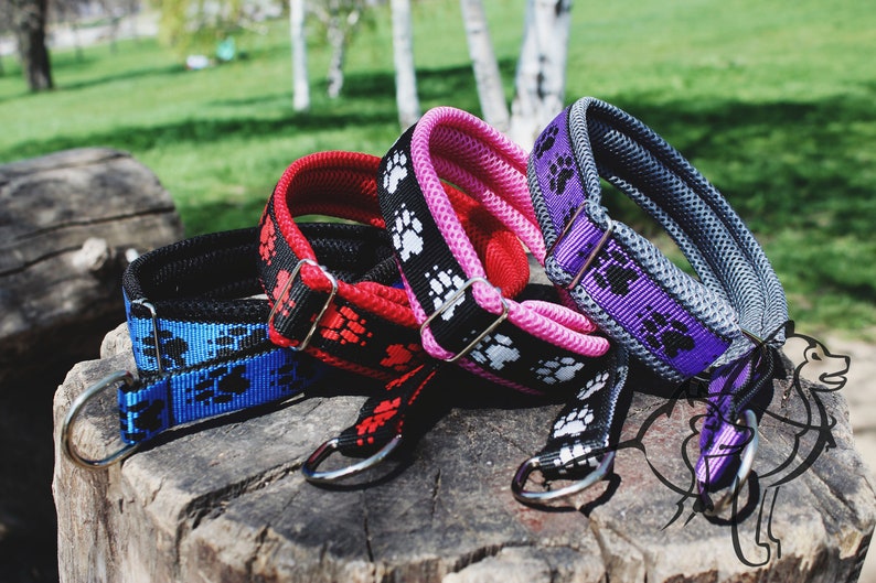 Martingale collar for dogs husky malamute samoed Etsy