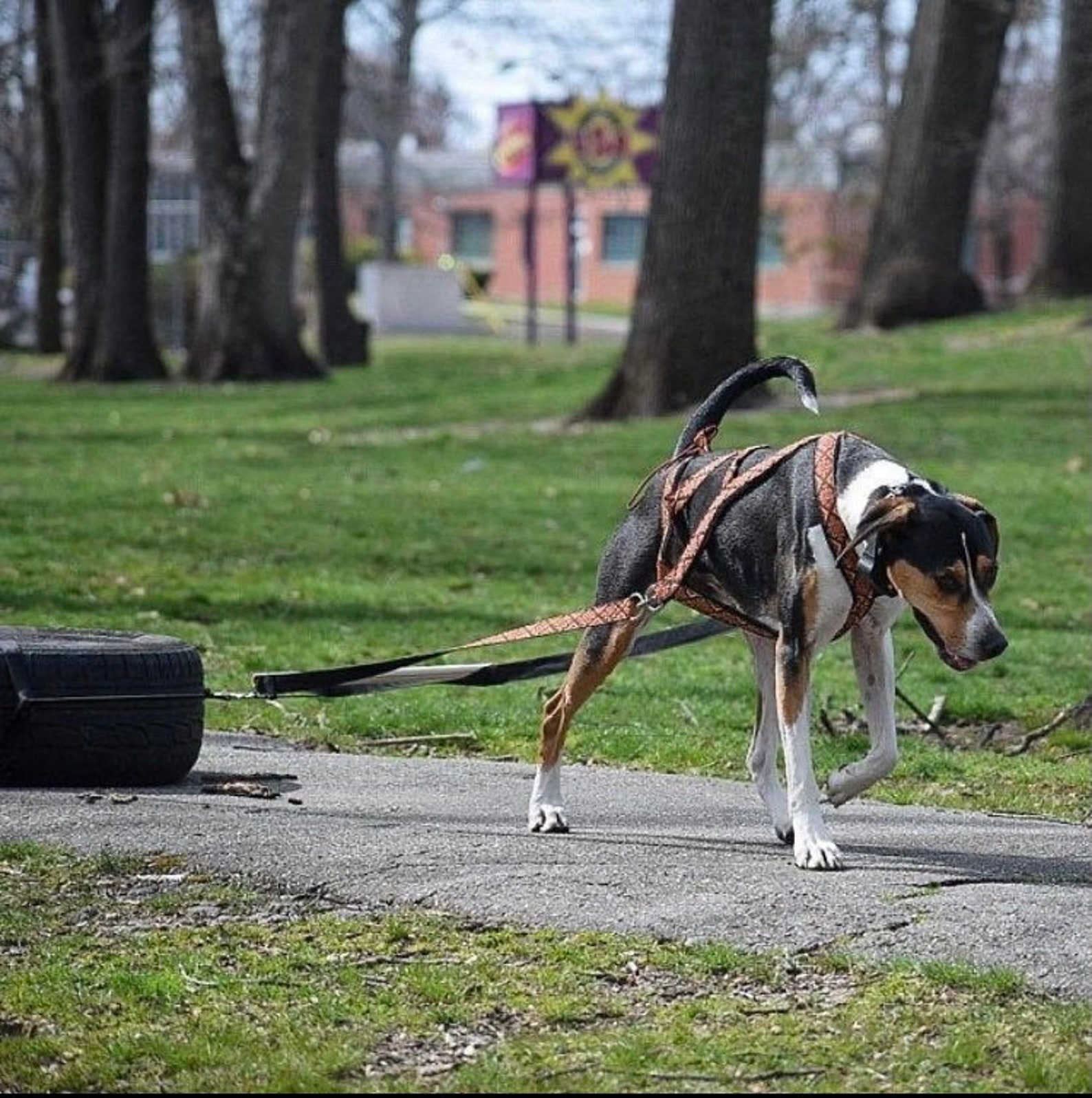 Universal Harness for Dogs Sledding and Weight Pull Harness Combination