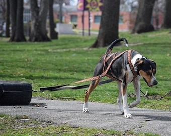 Universal harness for dogs sledding and weight pull harness combination