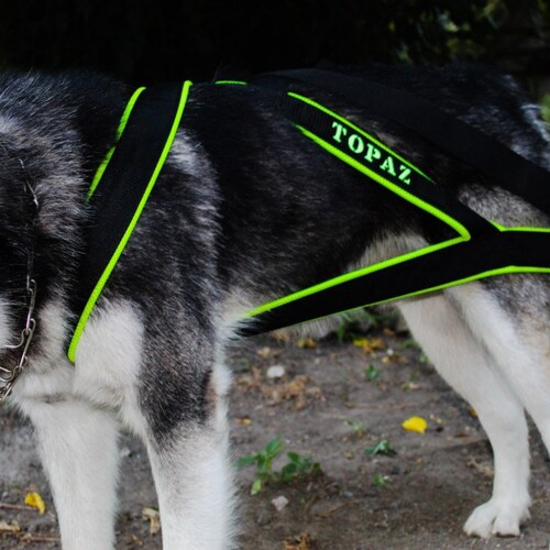 puppy weight pulling harness