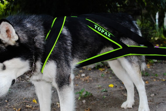 Dog harness for pitbulls online