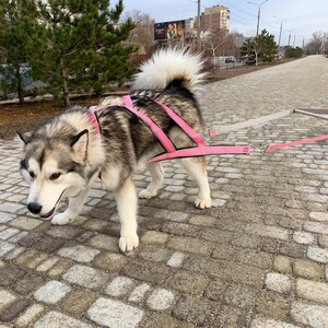 ウェイトプルハーネス - 牽引用の特別な装置