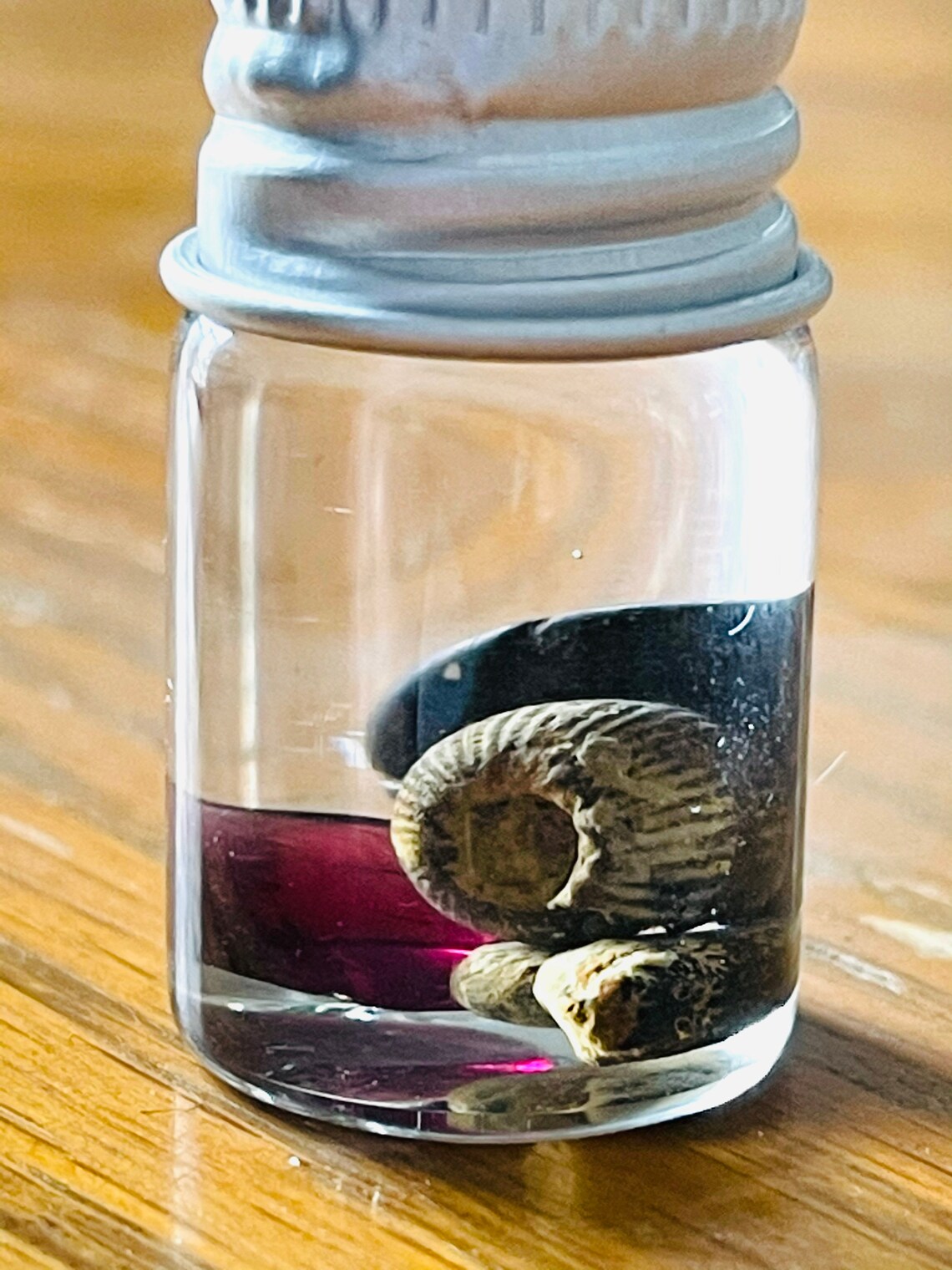 YOUR CHOICE Mini Wet Specimen Jar w OR Dry Set of 5 w Etsy