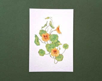BIGLIETTO.NASTURZI GIALLI.Stampa Botanica.Fiori cappuccini.Stampa da acquerello.Biglietto con busta per molte occasioni.Auguri.Card