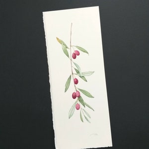 ULIVO.ACQUERELLO ORIGINALE.Ramo di ulivo dicarta di cotone. Illustrazione botanica.Liguria.