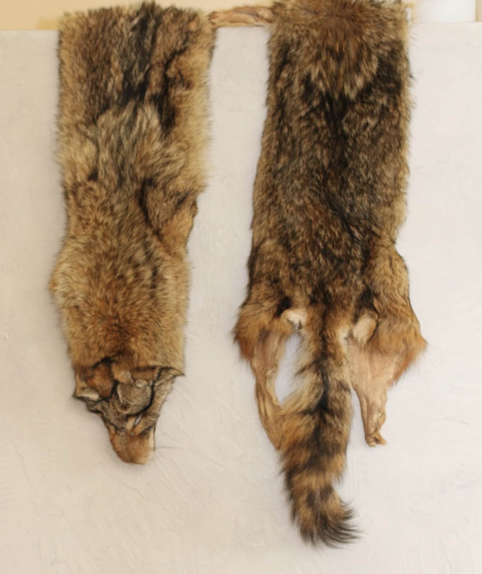 Coyote Pelt Coyote Skin Fur Etsy