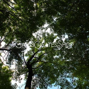 Wonderland Canopy