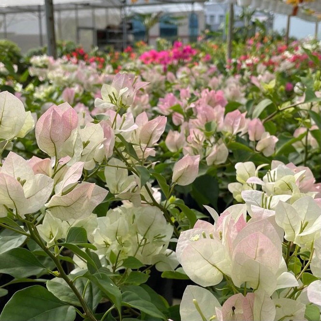 Ice Cream Bougainvillea Live Baby Plant Big Leaf Will Be Cut Beautiful