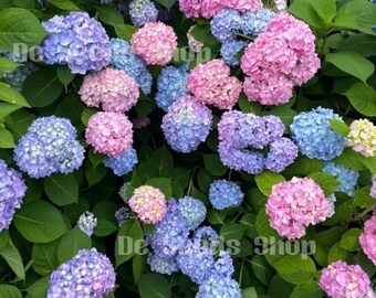 6pcs Hydrangea Flower Seed - Mix Colour