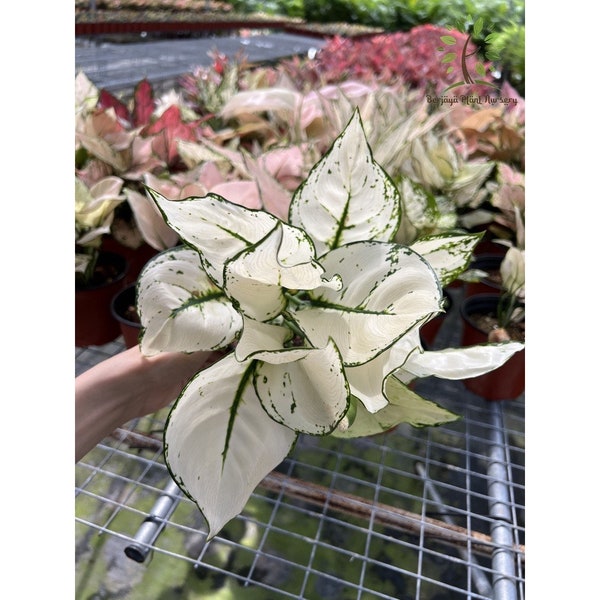 Super witte Aglaonema - levende babyplant - groot blad wordt afgesneden - prachtige bloemenboom