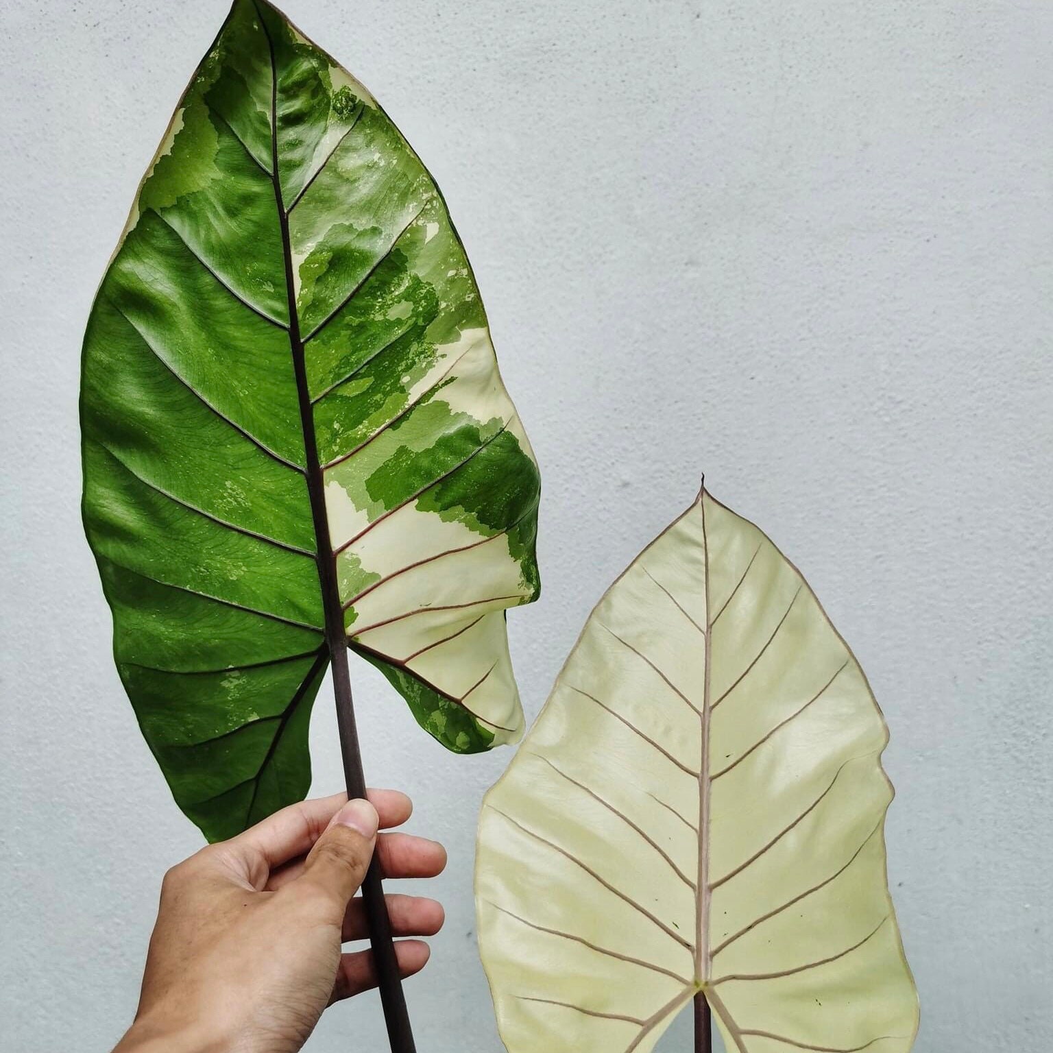 Alocasia Leaf (Black Patina) – Earthmade Goods