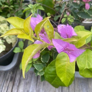 Lilac Gold Bougainvillea Live Baby Plant Big Leaf Will Be Cut Beautiful Flower Tree image 2