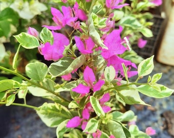 Dark Pink Variegated Bougainvillea - Live Baby Plant - Big Leaf Will Be Cut - Beautiful Flower Tree