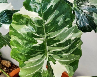 Alocasia argentata di Okinawa - Pianta viva - La grande foglia verrà tagliata - Bellissimo albero in fiore