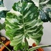 see more listings in the ALOCASIA section
