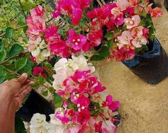 Citra India Bougainvillea - Live Baby Plant - Big Leaf Will Be Cut - Beautiful Flower Tree