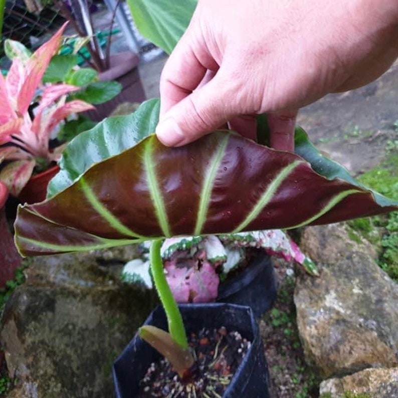 Remusatia Vivipara Alocasia Planta bebé viva Se cortará una hoja grande Hermoso árbol de flores imagen 4