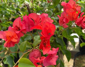 Buganvilla roja con chile - Planta bebé viva - Se cortará una hoja grande - Hermoso árbol de flores