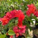 see more listings in the BOUGAINVILLEA  section