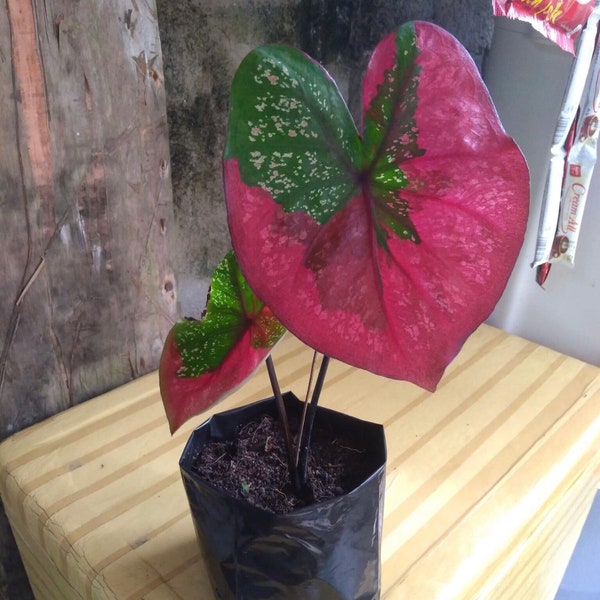 Red Beret Caladium - Live Baby Plant - Big Leaf Will Be Cut - Beautiful Flower Tree