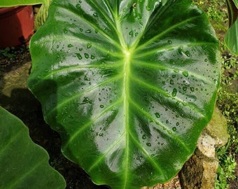 Remusatia Vivipara Alocasia - Live Baby Plant - Big Leaf Will Be Cut - Beautiful Flower Tree