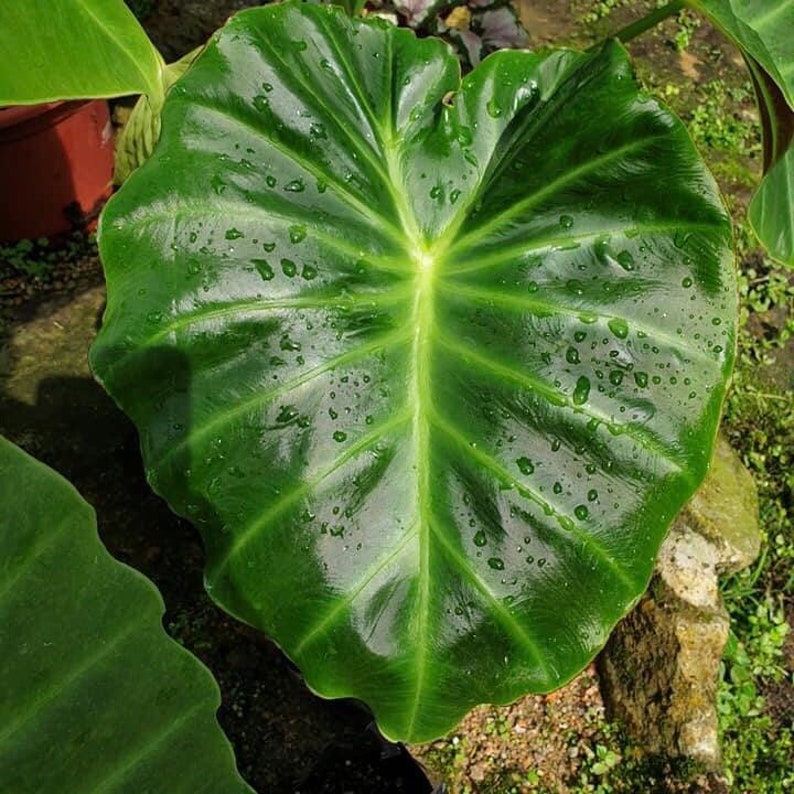 Remusatia Vivipara Alocasia Planta bebé viva Se cortará una hoja grande Hermoso árbol de flores imagen 1