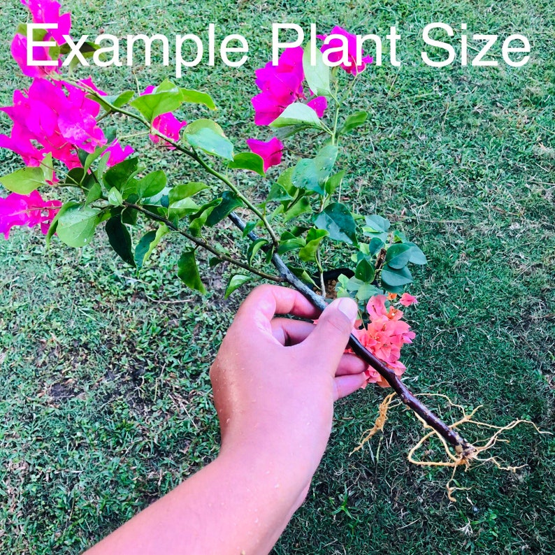 Lilac Gold Bougainvillea Live Baby Plant Big Leaf Will Be Cut Beautiful Flower Tree image 6