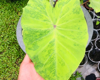 Lemonade / Reverse Lemon Lime Gecko Colocasia - Live Baby Plant - Big Leaf Will Be Cut - Beautiful Flower Tree