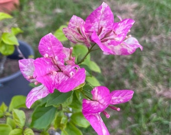 Mei Hua Bougainvillea - Live Baby Plant - Big Leaf Will Be Cut - Beautiful Flower Tree