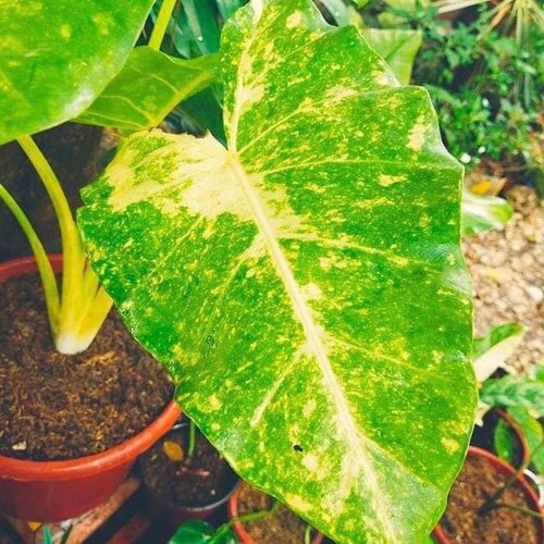 Lutea Gold Alocasia - Live Baby shops Plant - Big Leaf Will Be Cut