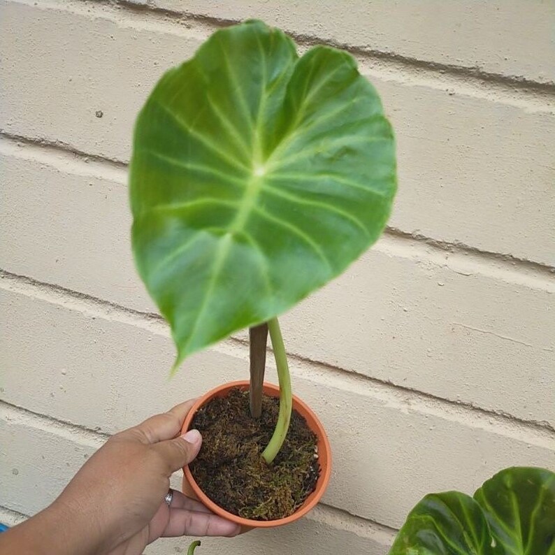 Remusatia Vivipara Alocasia Planta bebé viva Se cortará una hoja grande Hermoso árbol de flores imagen 2