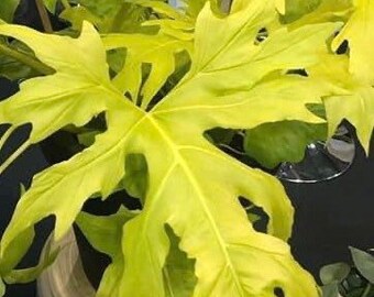 Selloum Gold Philodendron - Live Baby Plant - Big Leaf Will Be Cut - Beautiful Flower Tree