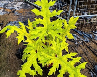 Warscewiczii Aurea Philodendron - Live Baby Plant - Big Leaf Will Be Cut - Beautiful Flower Tree