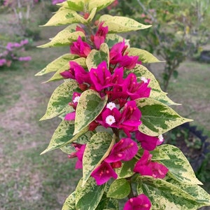 Sj Batik Pink Bougainvillea - Live Baby Plant - Big Leaf Will Be Cut - Beautiful Flower Tree