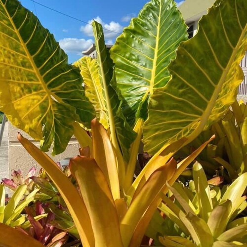 Lutea Gold Alocasia - Live Baby shops Plant - Big Leaf Will Be Cut