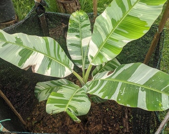 Musa Florida / Aeae White Banana - Piantina viva - La grande foglia verrà tagliata - Bellissimo albero in fiore