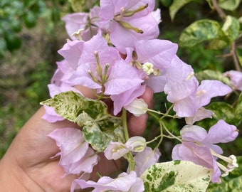 Buganvilla violeta claro - Planta bebé viva - Se cortará una hoja grande - Hermoso árbol de flores