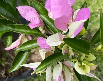 Romeo and Juliet Bougainvillea - Live Baby Plant - Big Leaf Will Be Cut - Beautiful Flower Tree