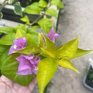 Lilac Gold Bougainvillea Live Baby Plant Big Leaf Will Be Cut Beautiful Flower Tree image 3