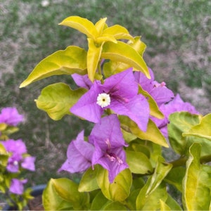 Lilac Gold Bougainvillea Live Baby Plant Big Leaf Will Be Cut Beautiful Flower Tree image 1