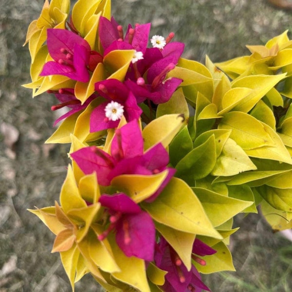 Moonlight Jewel Bougainvillea - Live Baby Plant - Big Leaf Will Be Cut - Beautiful Flower Tree