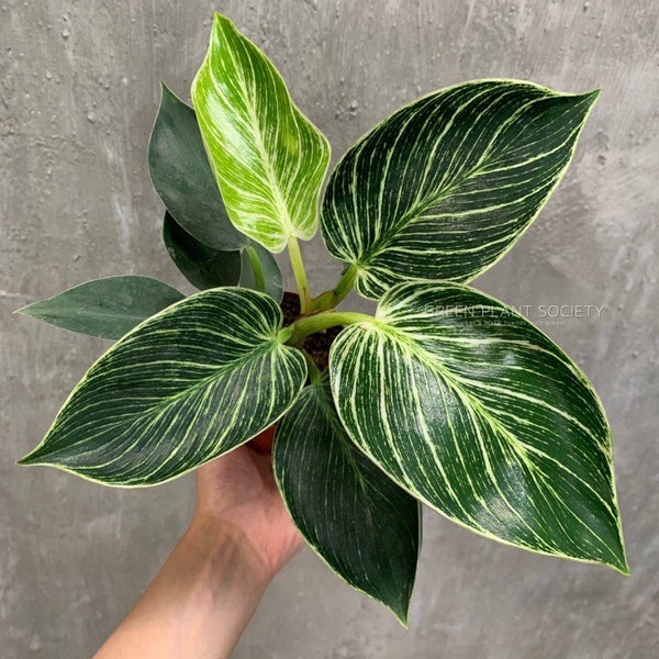 Birkin Variegated Philodendron - Live Baby Plant - Big Leaf Will Be Cut - Beautiful Flower Tree