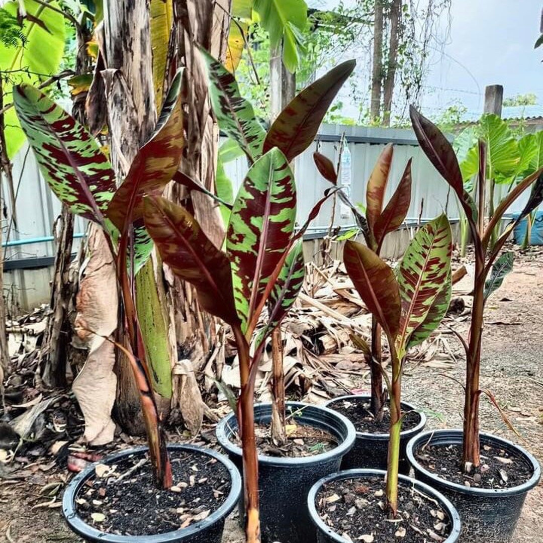 Blood Banana Musa Acuminata Zebrina Sumatrana Red Banana Etsy Australia