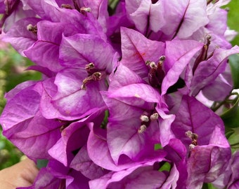 Beauty Magic Bougainvillea - Live Baby Plant - Big Leaf Will Be Cut - Beautiful Flower Tree