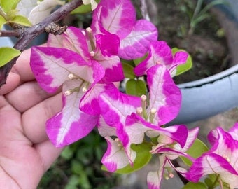 Lipstick Bougainvillea - Live Baby Plant - Big Leaf Will Be Cut - Beautiful Flower Tree