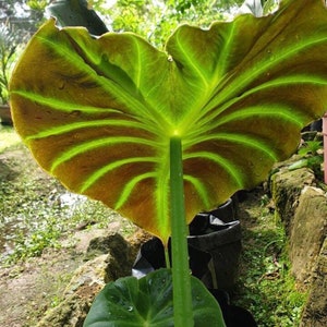 Remusatia Vivipara Alocasia Planta bebé viva Se cortará una hoja grande Hermoso árbol de flores imagen 3