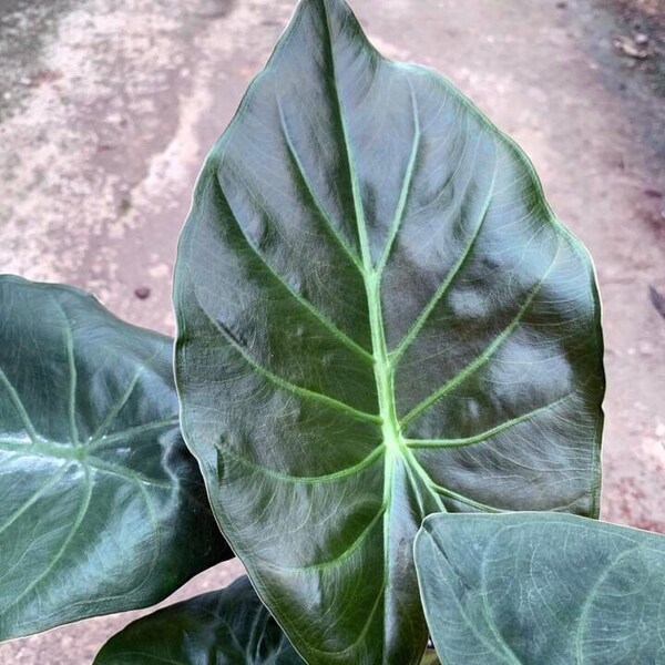 Wentii Alocasia - Live Baby Plant - Big Leaf Will Be Cut - Beautiful Flower Tree